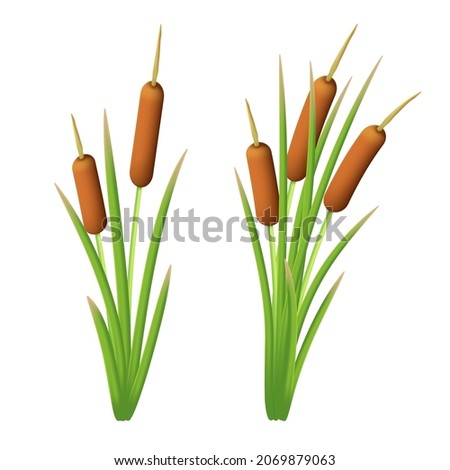 Vector set of reeds in the green marsh grass. Shrub of bulrush. Illustration of cattail or typha isolated on a white background Сток-фото © 