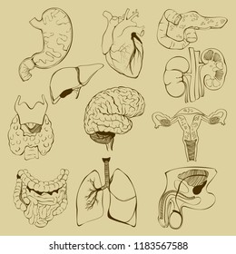 Vector set of a relationship between human internal organs