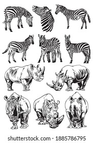 Vector set of rhinos and  zebras isolated on white,illustration