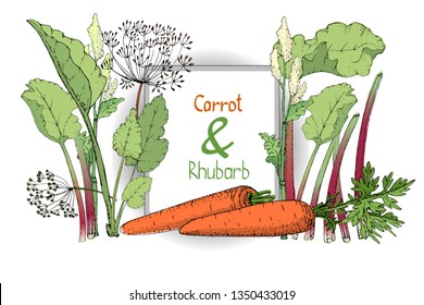 Vector set with rhubarb and carrot. Fresh pieplant with green leaves, green and red stems, white and pale yellow flowers, finger of rhubarb. Orange carrot with tops and seeds.