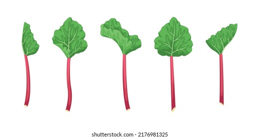 Vector set of rhubarb illustrations. Summer fruits and vegetables.