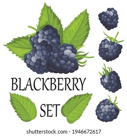 Vector set of ripe blackberries, isolated on a white background. Beautiful juicy berries. Kitchen utensils design element.