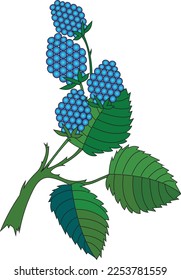 Conjunto vectorial de moras negras maduras, aislado en un fondo blanco. Hermosas bayas jugosas. Elemento de diseño de utensilios de cocina.