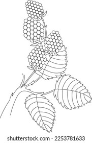 Conjunto vectorial de moras negras maduras, aislado en un fondo blanco. Hermosas bayas jugosas. Elemento de diseño de utensilios de cocina.