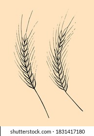 Conjunto vector de trigo maduro aislado sobre un fondo claro. Dibujo manual de orejas de trigo en forma de doodle de esbozo. Agricultura o panadería. Estilo retro de grabado. Ilustración del vector