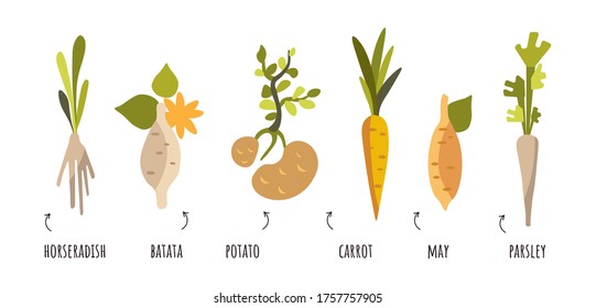 Conjunto vectorial de verduras de raíz en estilo plano. Vectra zanahorias, patatas, cebollas, rábano picante, perejil. Verduras que crecen bajo tierra con subtítulos sobre un fondo blanco aislados de imágenes prediseñadas sobre un blanco