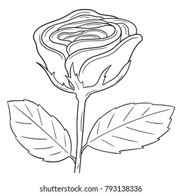 vector set of rose