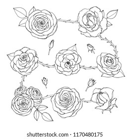 Vector set of rose flowers with buds, leaves and thorny stems line art isolated on the white background. Hand drawn floral collection of blossoms in sketchy style.