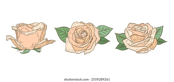 Vector set of rose flowers. Color vector graphics, peach rose buds. Line drawing, botanical vector illustration. Design and decoration, wedding and holidays.