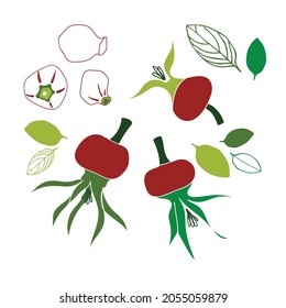 Vector set of rose hip. Isolated on white background. Illustration for restaurant menu, wrapping paper, post cards, advertising, packaging.