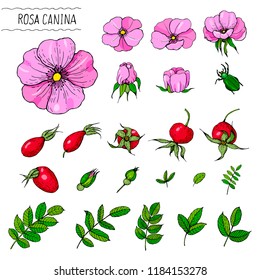 Vector set of rose hips: flowers, buds, fruits, leaves. Medicinal plant. Color sketch of rose hips for making labels, perfume and cosmetic products.
