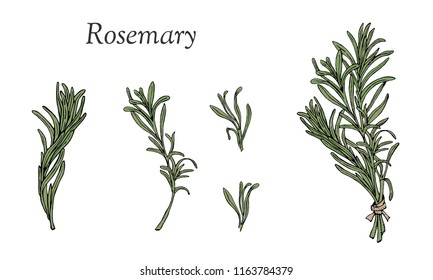 Vector set  with rosemary hand drawn elements.  Editable set for design with rosemary branches.