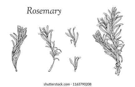 Vector set  with rosemary hand drawn elements.  Editable set for packaging design with rosemary branches.