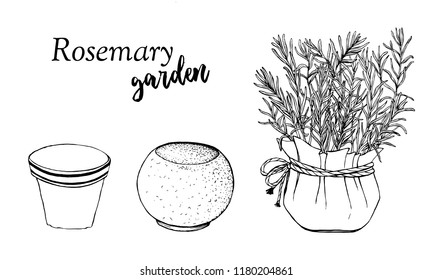 Vector set  with rosemary outlined hand drawn outline elements.  Editable set for packaging design with rosemary branches.