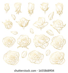 Vector set of roses. Golden hand-drawn  flowers cutout on white background. Can use for wedding invitations, greeting cards
