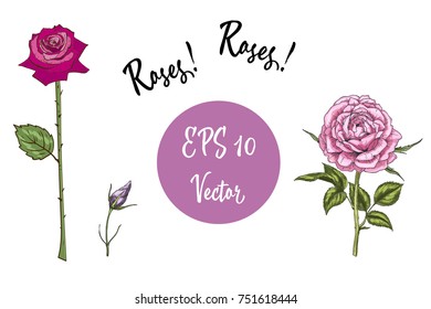 Vector set of roses. Isolated vector illustration on white background.