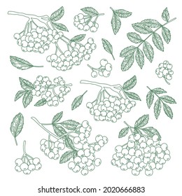 Vector set of rowan berries on branches drawn in a linear style in the form of a contour. A botanical set for creating patterns for textiles, packaging, clothing and much more.