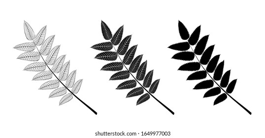 Vektorillustration von Rowan Blätter, Umriss und Silhouette.