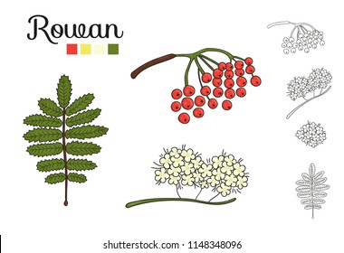 Vector set of rowan tree elements isolated on white background. Botanical illustration of rowan berry, brunch, flowers. Black and white clip art