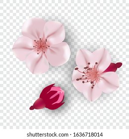 
Vector set of sakura flowers on abstract background. Design element.