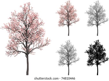 Vector set of Sakura trees