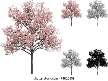 Vector set of Sakura trees