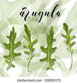 Vector Set Of Salad arugula on a colourful background.