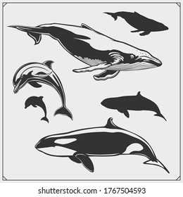 Vector set of sea animals. Dolphin, grampus silhouettes.