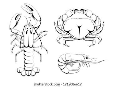 Vector set of sea animals. Graphic art, sea food ingredients. Design elements