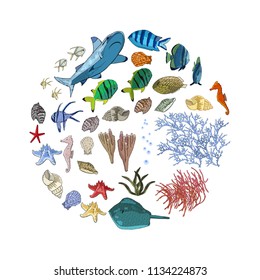 Vector set of sea animals - shark, tropical fish, corals, seahorses, seashells, starfish, stingray, algae.  Underwater ocean creatures isolate on a white background.