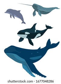 Vector set of sea animals. Whale, dolphin, narwhal and killer whale in cartoon style isolated on white background.