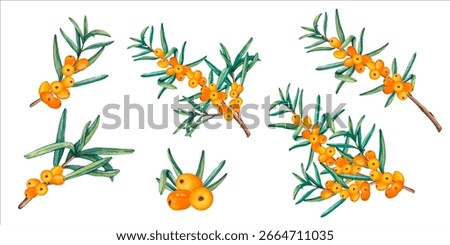 Vector Set of Sea buckthorn berries. Orange juicy sea buckthorn berries on transparent background. Watercolor set of sea buckthorn branch and berries. Vector