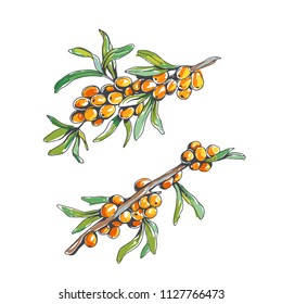Vector set of sea buckthorn branches isolated on white. Hand drawn botanical illustration with berries in sketch style