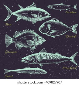 vector set of sea fish menu, shrimp, fish, dorado, mackerel, sprats, sardines,retro graphic line drawings, isolated object