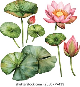 vector set of sea plants, water plants illustration on white