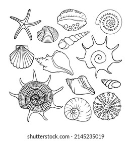 Vector set of sea shells.