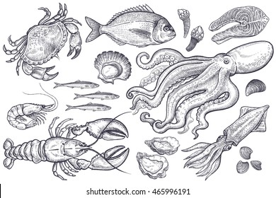 Vector set. Seafood crab, lobster, shrimp, fish, anchovies, oysters, scallops, octopus, squid, mussels, salmon. Illustration vintage style. Templates for design sea shops, restaurants, markets.