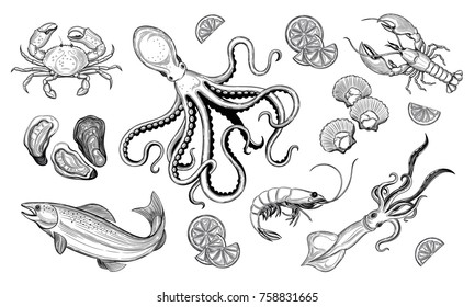 Vector set. Seafood. Oyster, sea scallop, crab, shrimp, lobster, Octopus, squid, fish. Vector illustration. Vintage style.Templates for design sea shops, restaurants, markets.