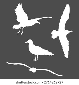 Conjunto de Vector de Ilustraciones de silueta blanca de aves de gaviota