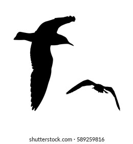 Vector set - seagull silhouette on white background collection