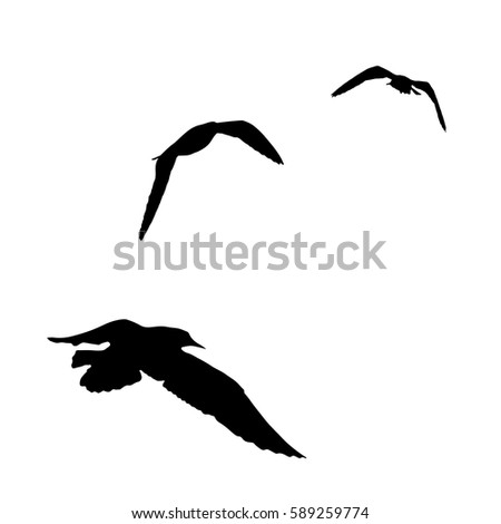 Vector set - seagull silhouette on white background collection