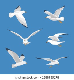 Vector set of seagulls isolated on a blue background, gray and white sea bird in different poses vector Illustrations