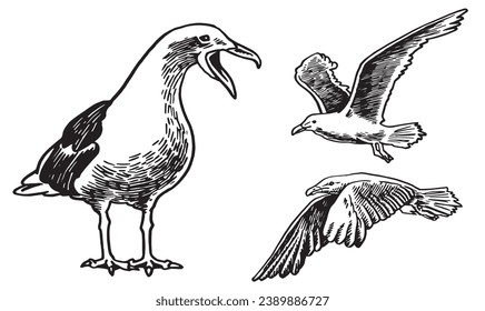 Vector set of sea-gulls  isolated on white,graphical drawing of bird