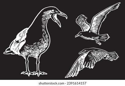 Vector set of sea-gulls  isolated on black,graphical drawing of bird