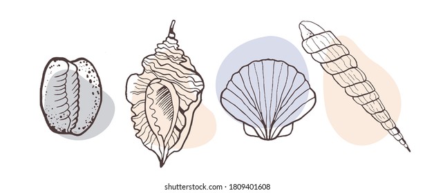 Vector set with seashells on a light background. Sketch style seashells with color. Illustrations for menu, fish restaurant design, hotel spa, surf boards. Design and print on T-shirt, otkrat, phone
