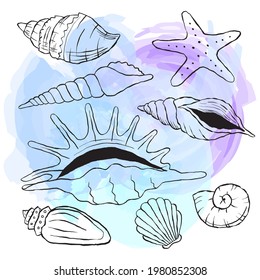 Vector set of seashells. Outline sea elements are isolated on white. Beautiful underwater flora and fauna. Aquarium, ocean, and undersea water life in hand-drawn or cartoon style.