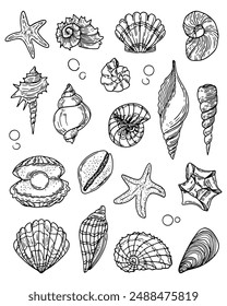 Vector set of seashells. Sketch of various molluscs of sea shells of different shapes.