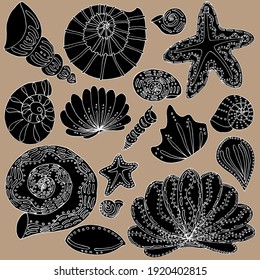 vector set seashells and stars hand drawing