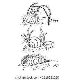 Vector set of seashels isolated on white background