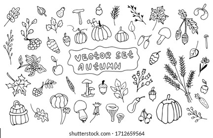 vector set season autumn time on a white background.Hand drawn vector illustration for greeting cards, posters and seasonal design. autumn set doodle black and white
